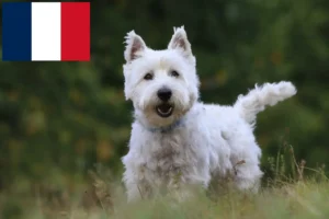 Read more about the article Criadores de Westie e cachorros em França