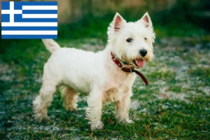 Read more about the article Criadores de Westie e cachorros na Grécia