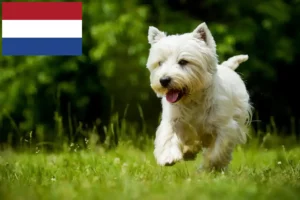 Read more about the article Criadores de Westie e cachorros nos Países Baixos