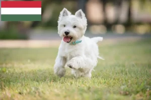 Read more about the article Criadores de Westie e cachorros na Hungria