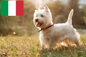 Read more about the article Criadores de Westie e cachorros em Itália