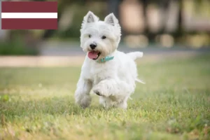 Read more about the article Criadores de Westie e cachorros na Letónia