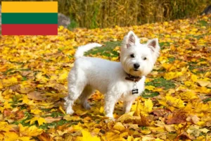 Read more about the article Criadores de Westie e cachorros na Lituânia