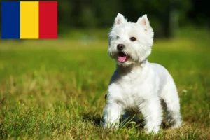 Read more about the article Criadores de Westie e cachorros na Roménia