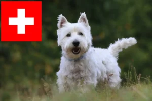Read more about the article Criadores de Westie e cachorros na Suíça