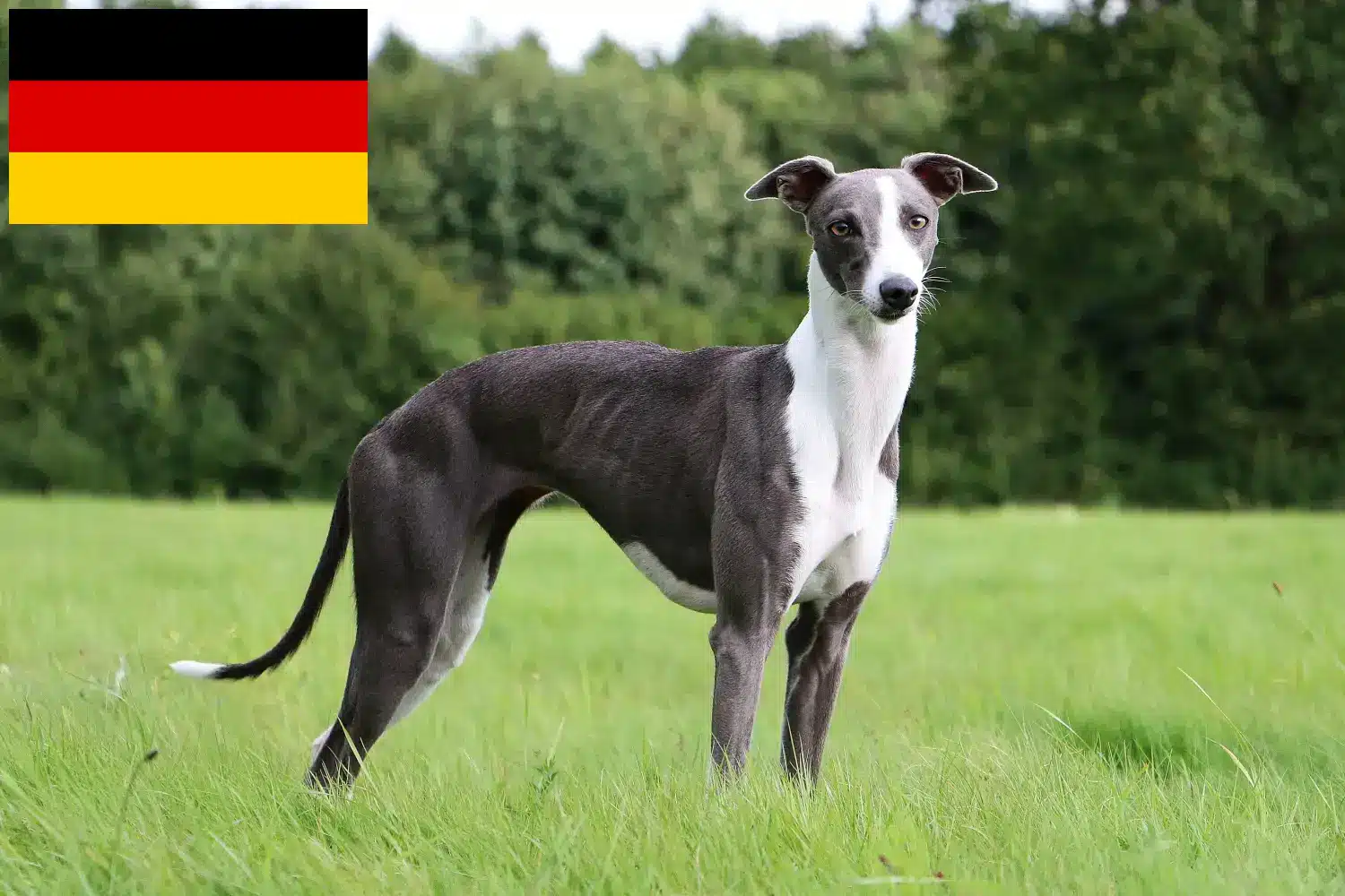 Cachorros Whippet e criadores Alemanha Aqui pode encontrar criadores de Whippets na Alemanha.