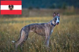 Read more about the article Criadores de Whippet e cachorros na Áustria