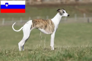 Read more about the article Criadores de Whippet e cachorros na Eslovénia