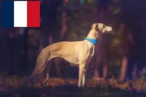 Read more about the article Criadores de Whippet e cachorros em França