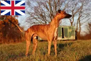 Read more about the article Criadores de Whippet e cachorros na Grã-Bretanha