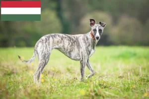 Read more about the article Criadores de Whippet e cachorros na Hungria