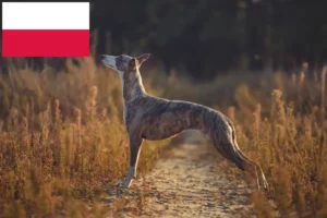 Read more about the article Criadores de Whippet e cachorros na Polónia