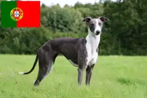 Read more about the article Criadores de Whippet e cachorros em Portugal