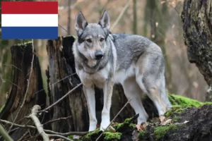 Read more about the article Criadores e cachorros de Wolfhound checoslovaco nos Países Baixos