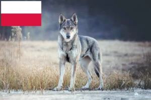 Read more about the article Criadores e cachorros de cães-lobo da Checoslováquia na Polónia