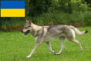 Read more about the article Criadores e cachorros de Wolfhound checoslovaco na Ucrânia