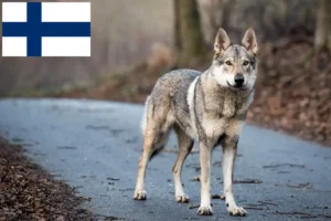 Read more about the article Criador de cães-lobo da Checoslováquia e cachorros na Finlândia