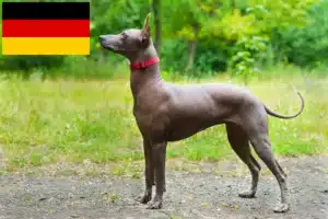 Read more about the article Criadores de Xolo e cachorros na Alemanha