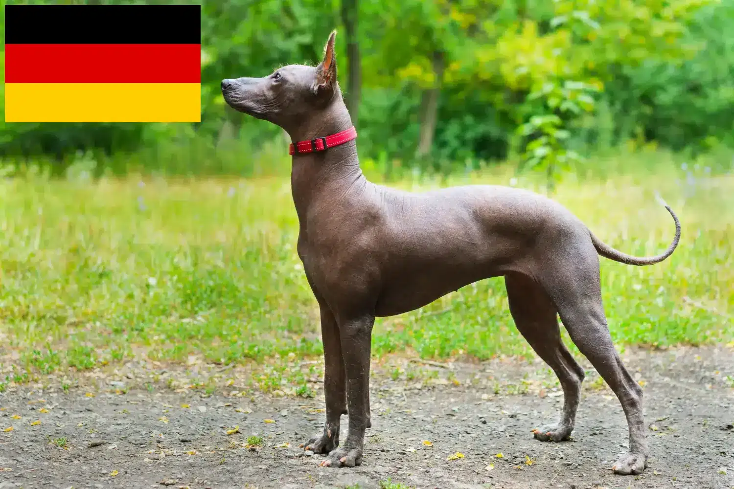 Read more about the article Criadores de Xolo e cachorros na Alemanha