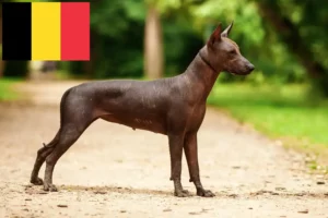 Read more about the article Criadores de Xolo e cachorros na Bélgica