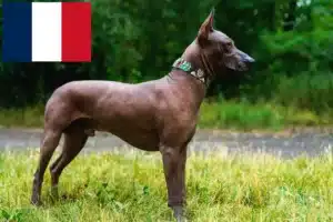 Read more about the article Criadores de Xolo e cachorros em França