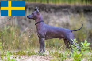Read more about the article Criadores de Xolo e cachorros na Suécia