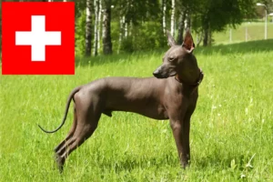 Read more about the article Criadores de Xolo e cachorros na Suíça