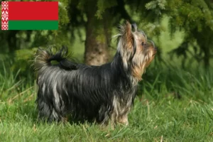 Read more about the article Criadores de Yorkshire Terrier e cachorros em Bielorrússia