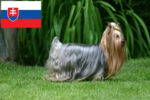 Read more about the article Criadores de Yorkshire Terrier e cachorros na Eslováquia