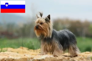 Read more about the article Criadores de Yorkshire Terrier e cachorros na Eslovénia