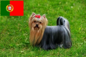 Read more about the article Yorkshire Terrier criadores e cachorros em Portugal