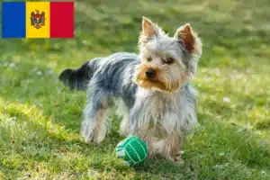 Read more about the article Criadores de Yorkshire Terrier e cachorros em Moldova
