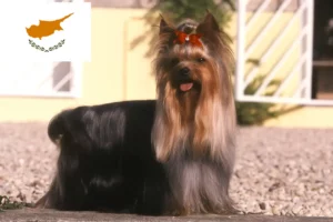 Read more about the article Criadores de Yorkshire Terrier e cachorros em Chipre