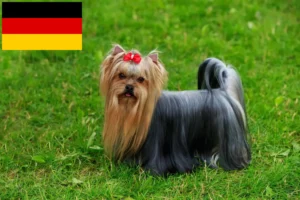 Read more about the article Criadores de Yorkshire Terrier e cachorros na Alemanha