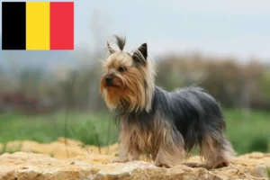 Read more about the article Criadores de Yorkshire Terrier e cachorros na Bélgica