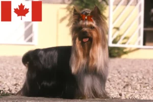 Read more about the article Yorkshire Terrier Criadores e cachorros no Canadá