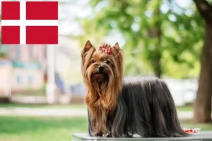 Read more about the article Criadores de Yorkshire Terrier e cachorros na Dinamarca