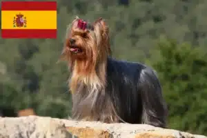 Read more about the article Criadores de Yorkshire Terrier e cachorros em Espanha