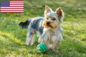 Read more about the article Yorkshire Terrier Criadores e cachorros nos EUA