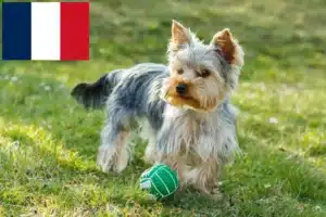 Read more about the article Criadores de Yorkshire Terrier e cachorros em França