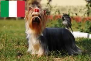Read more about the article Criadores de Yorkshire Terrier e cachorros em Itália