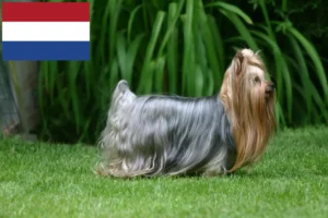 Read more about the article Criadores de Yorkshire Terrier e cachorros nos Países Baixos