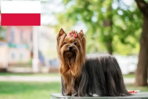 Read more about the article Criadores de Yorkshire Terrier e cachorros na Polónia