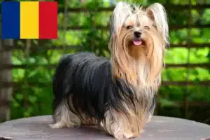 Read more about the article Criadores de Yorkshire Terrier e cachorros em Roménia