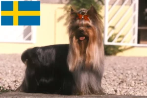 Read more about the article Criadores de Yorkshire Terrier e cachorros na Suécia