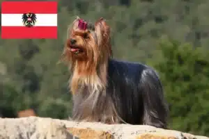 Read more about the article Criadores de Yorkshire Terrier e cachorros na Áustria