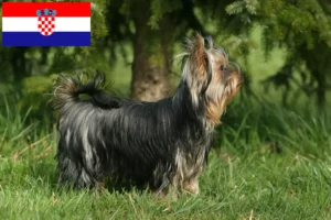 Read more about the article Criadores de Yorkshire Terrier e cachorros na Croácia