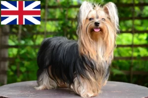 Read more about the article Yorkshire Terrier Criadores e cachorros na Grã-Bretanha