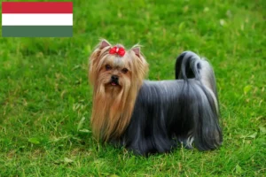 Read more about the article Criadores de Yorkshire Terrier e cachorros na Hungria