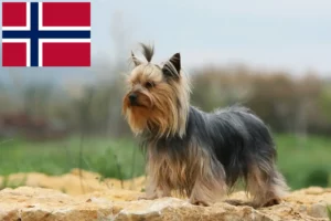 Read more about the article Criadores de Yorkshire Terrier e cachorros na Noruega